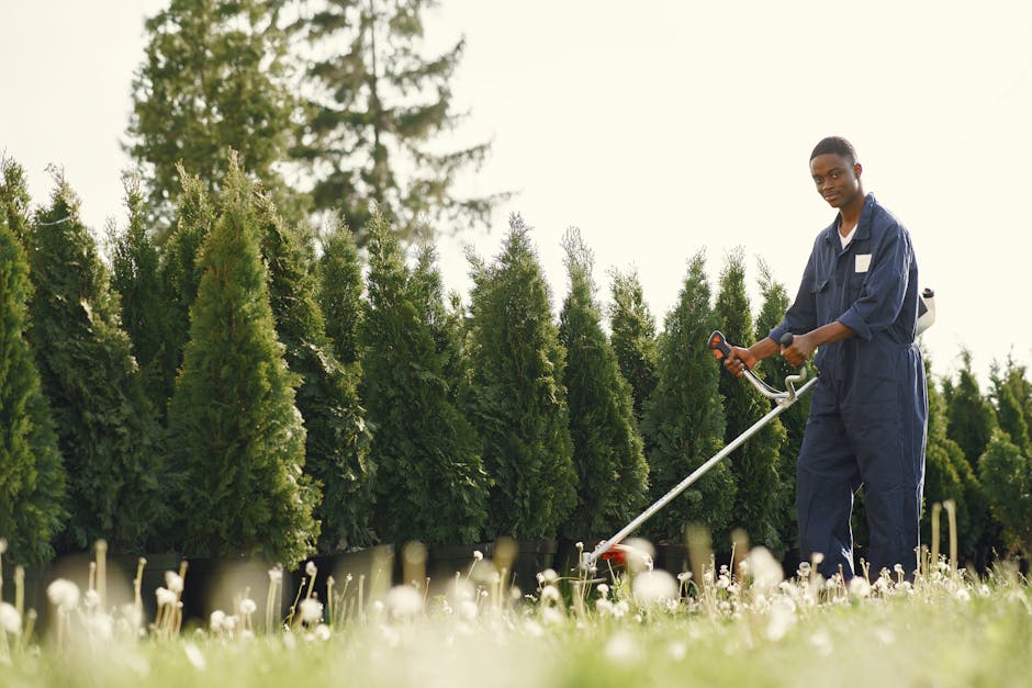 Experienced gardener in overalls uses a trimmer to maintain lush green hedge in daylight.