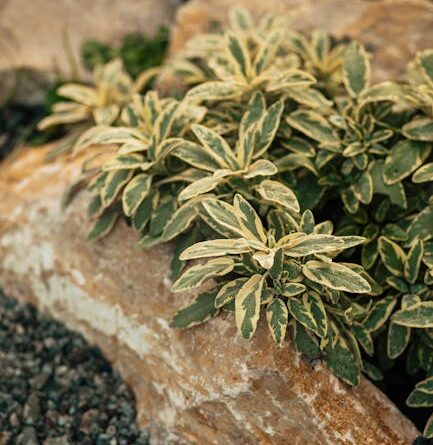 Detailed close-up of variegated plant leaves on textured rock, expressing natural beauty.
